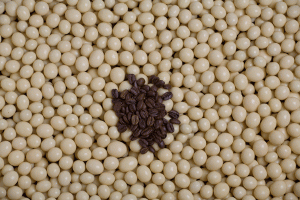 white chocolate coffee beans