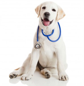 Veterinary Clinics